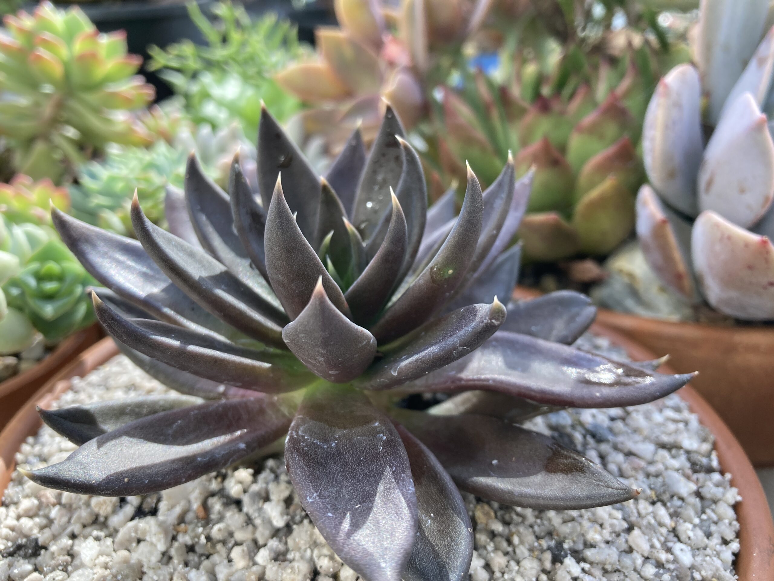 Echeveria affinis Black Knight