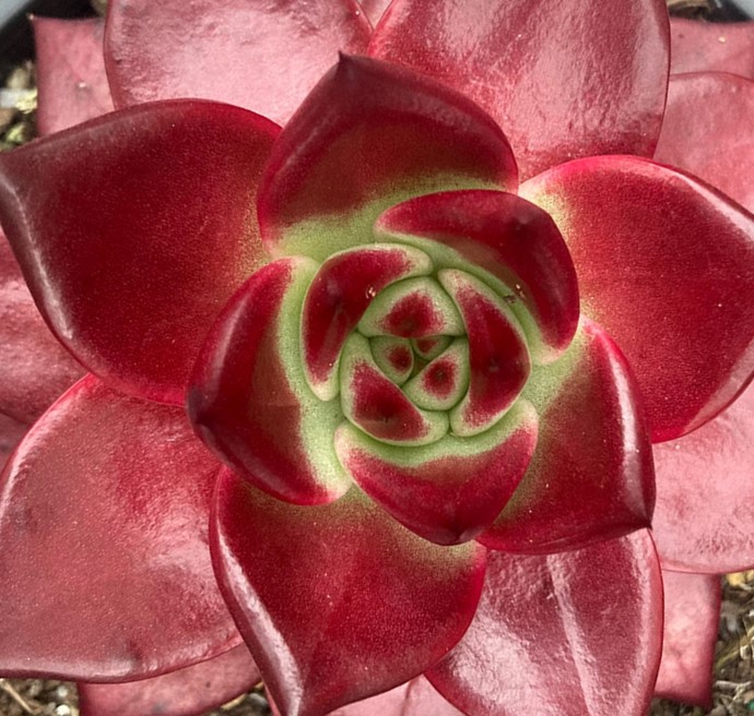 Why Succulent Tips & Leaves Turn Red