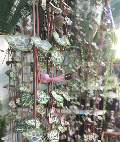 10 Best Indoor Hanging Succulents & How To Care For Them
