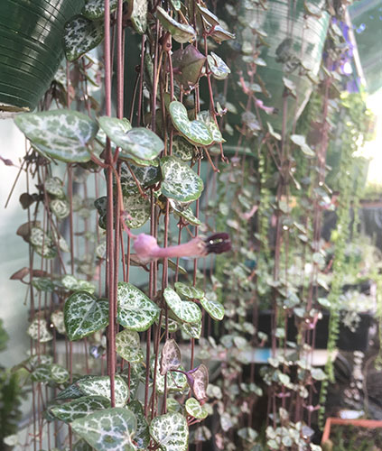 Ceropegia woodii indoor hanging succulent