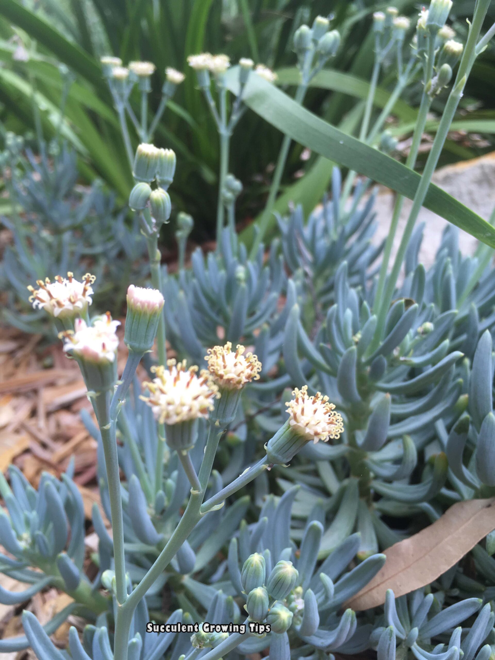 Senecio in the garden