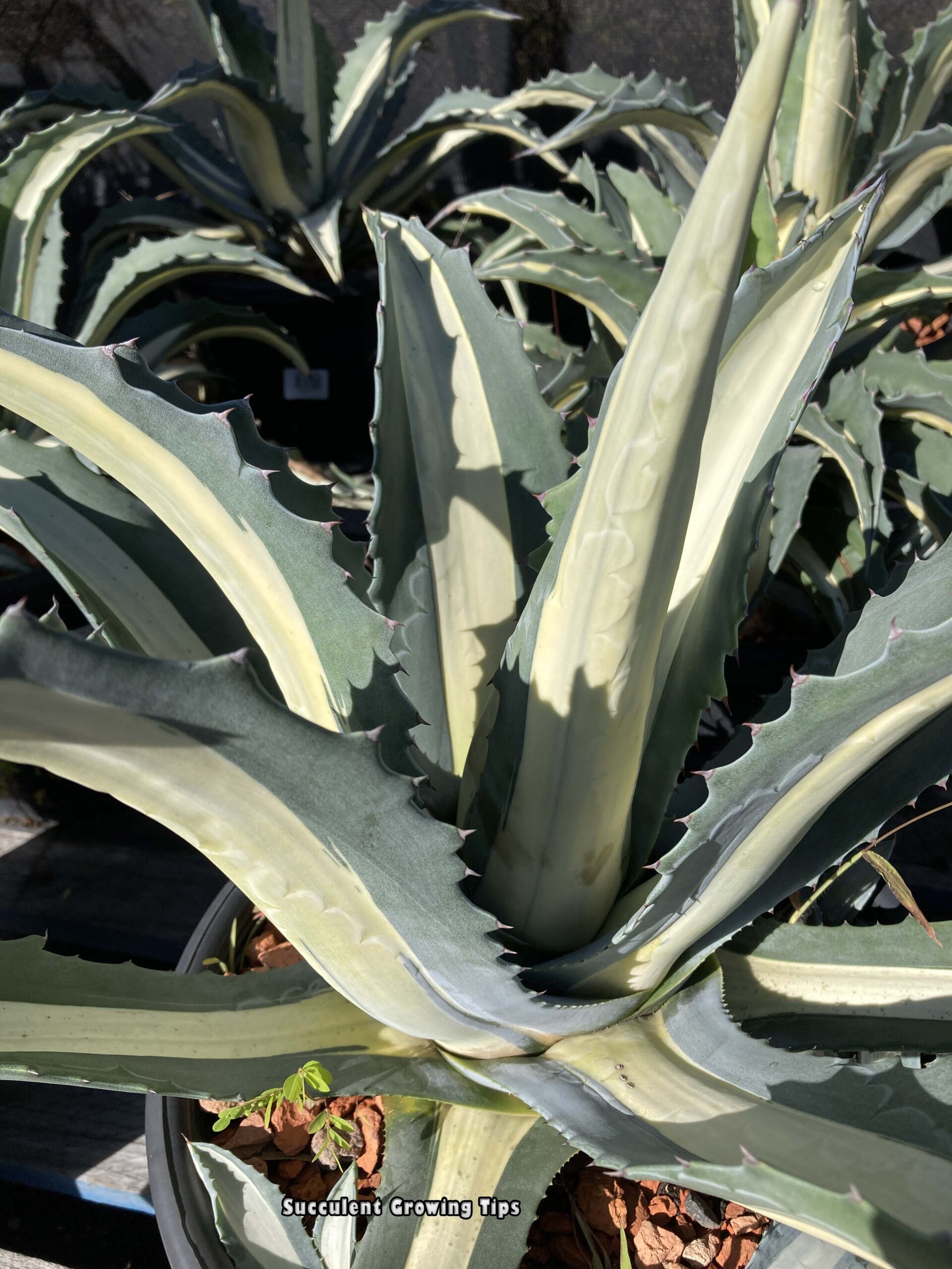 The Best Large Outdoor, Hardy & Affordable Succulents