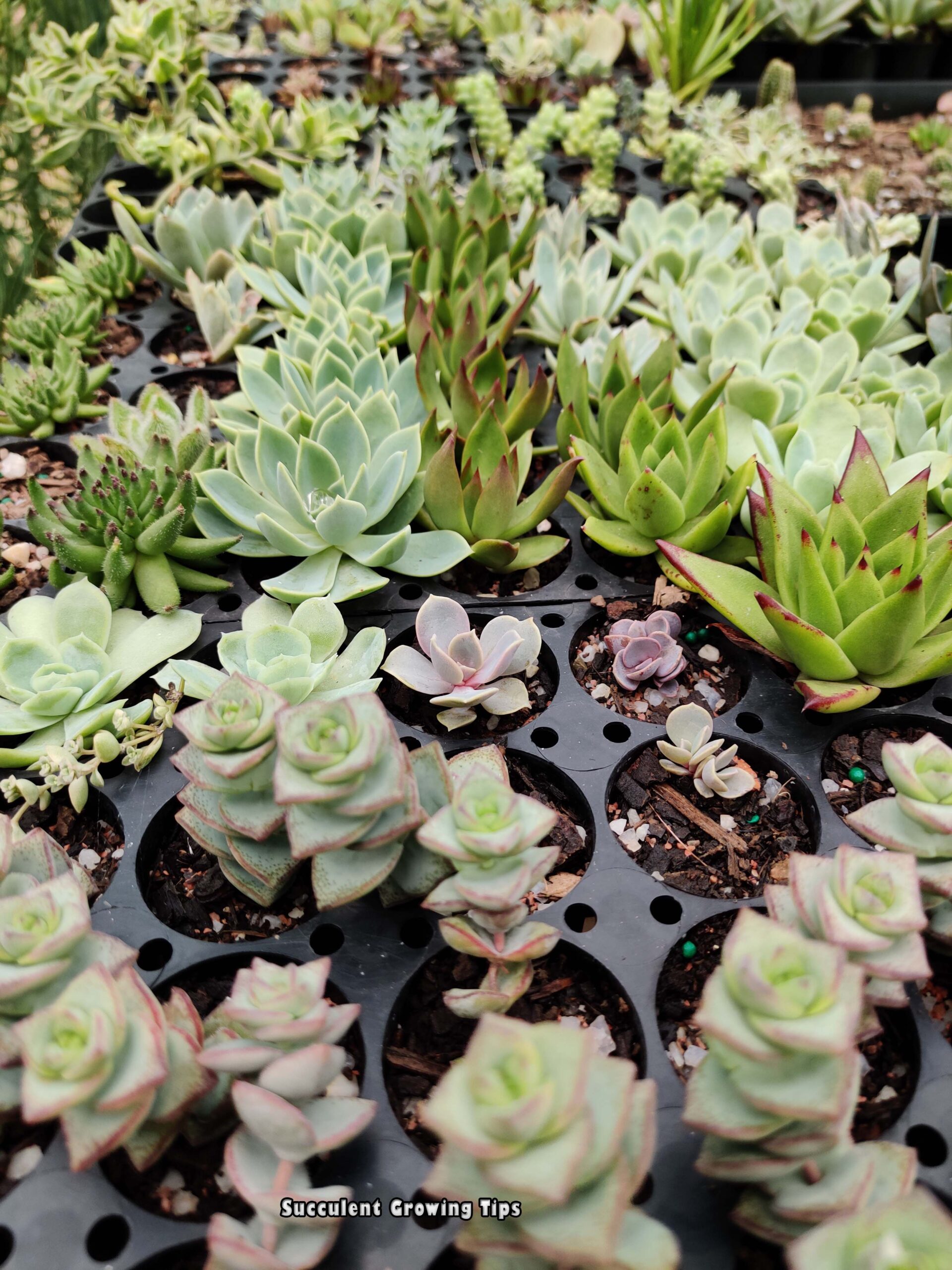 Succulents in propagating trays