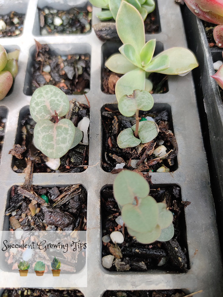 Ceropegia Woodii ‘Chain of Hearts’ Leaf & Seed Propagation- How To Guide