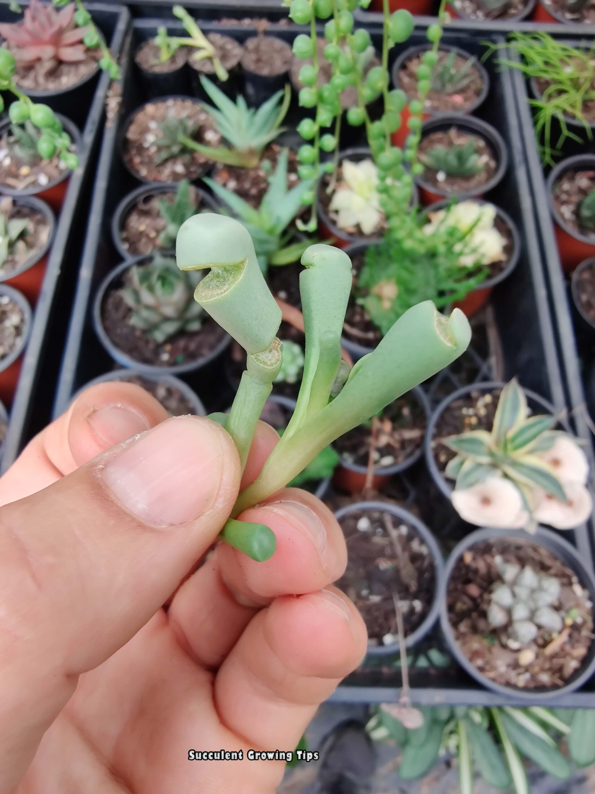 Fenestraria Rhophalophylla Baby Toes Cracking- Care Tips