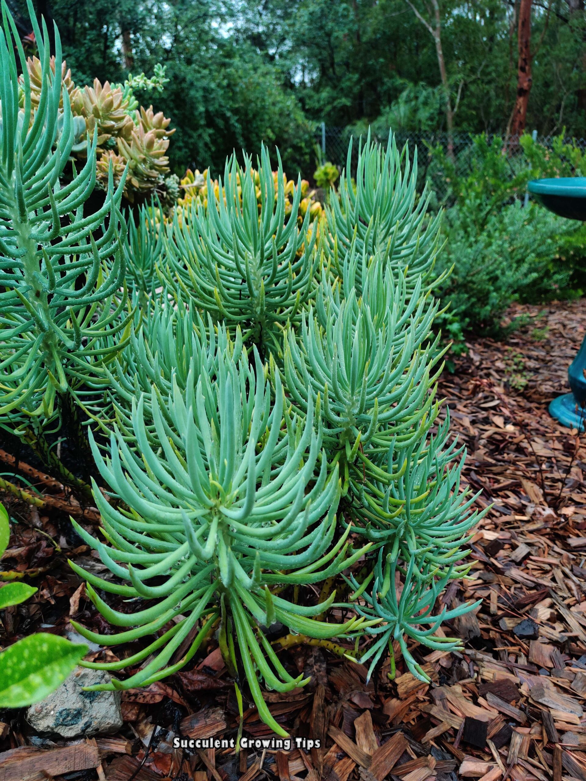 To Mulch Or Not To Mulch Succulents