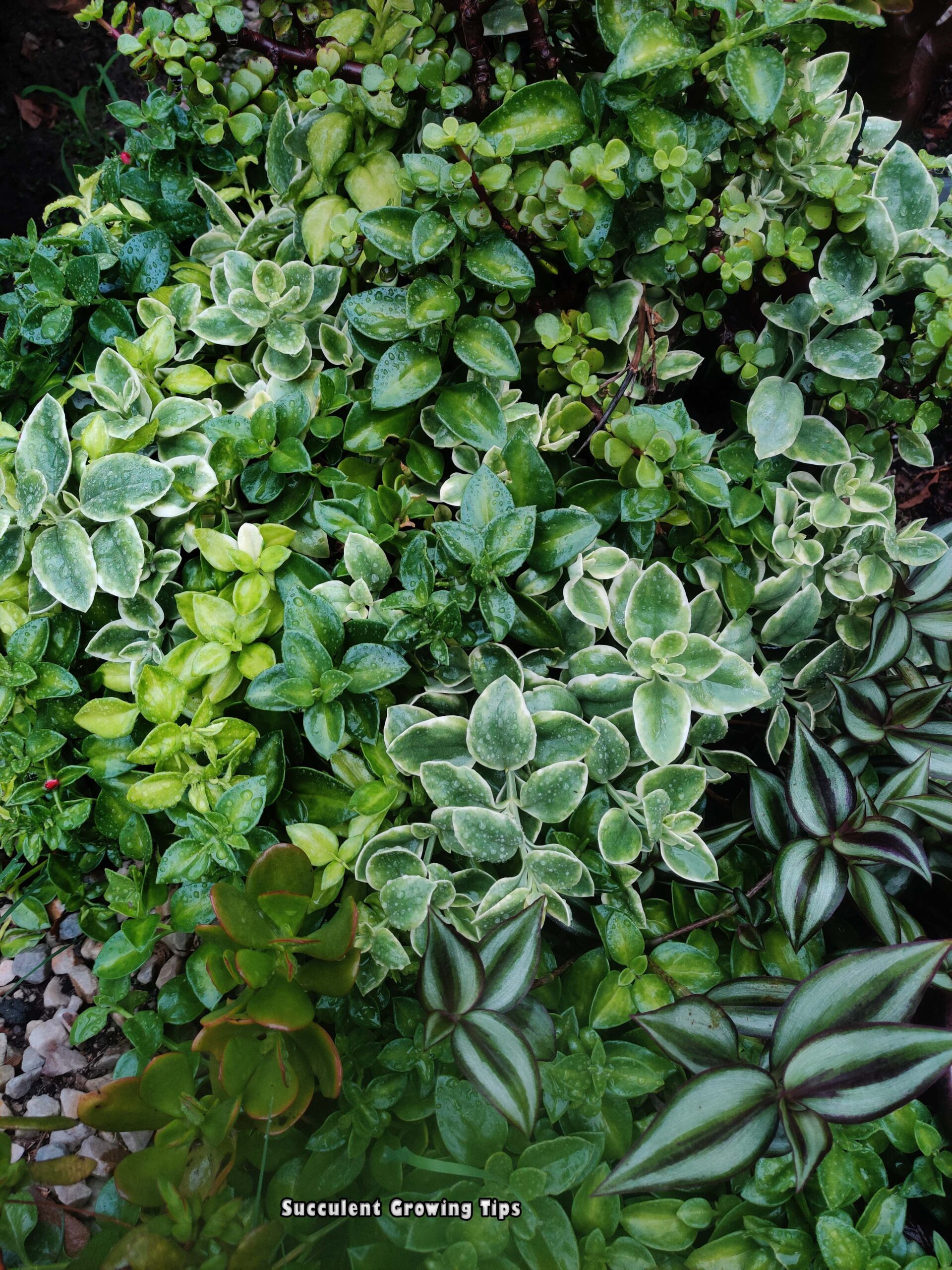 Succulent weeds Aptenia cordifolia, tradescania