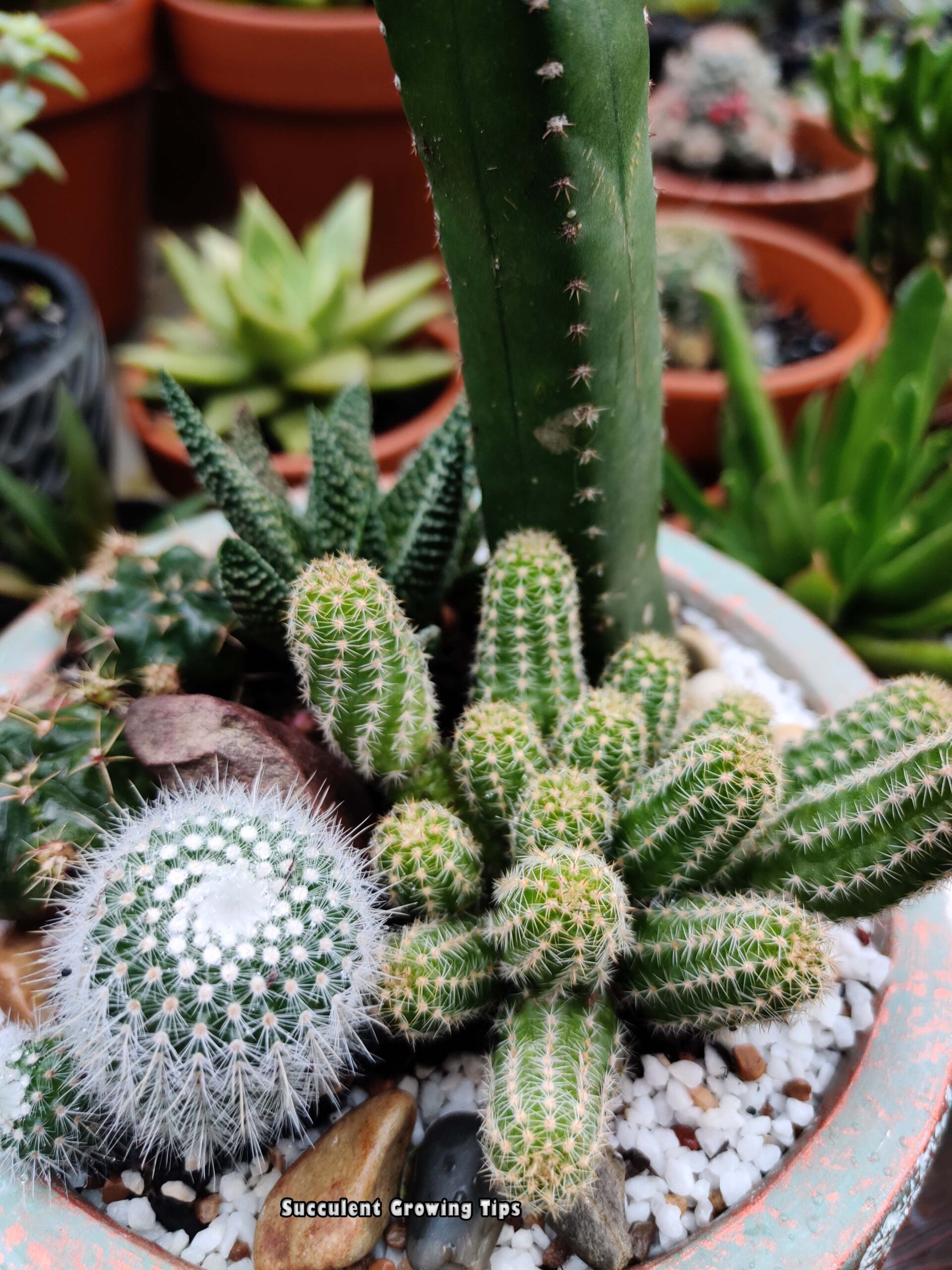 Can Cacti Survive Rain?