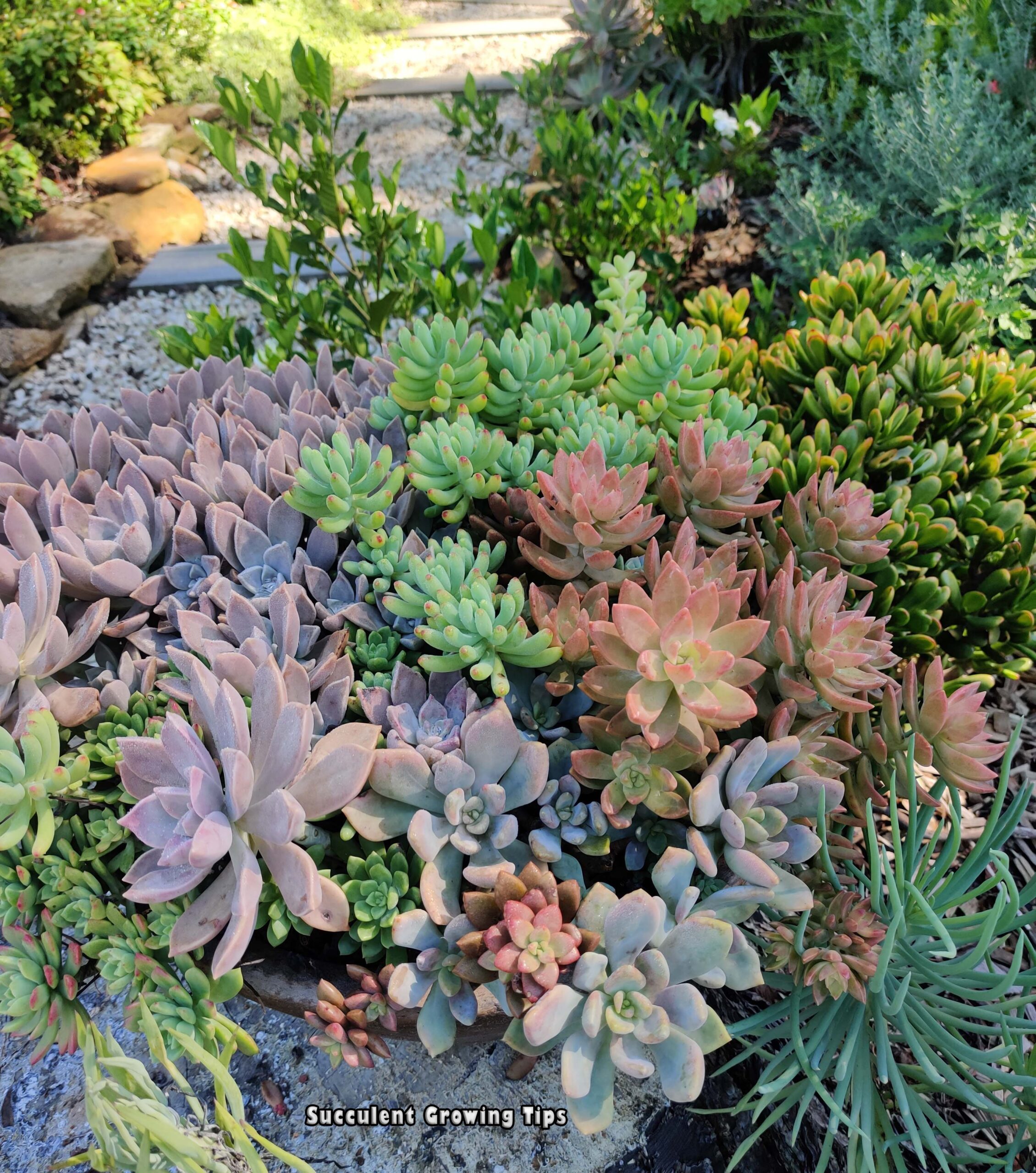 Colourful Succulent Pot