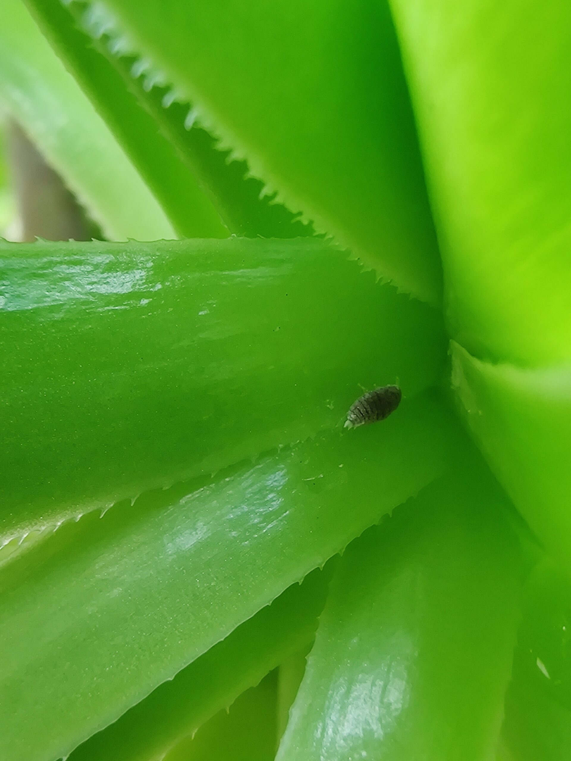 Mealybug on succulent leaf