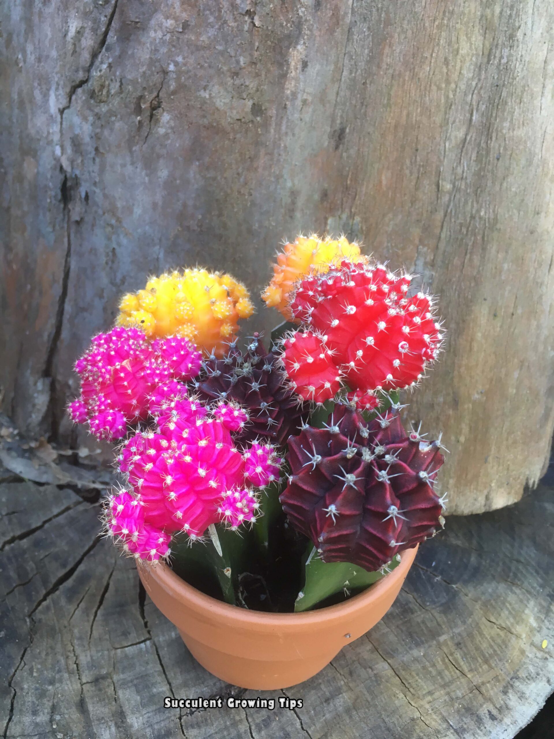 Grafted cacti red,purple, pink, yellow