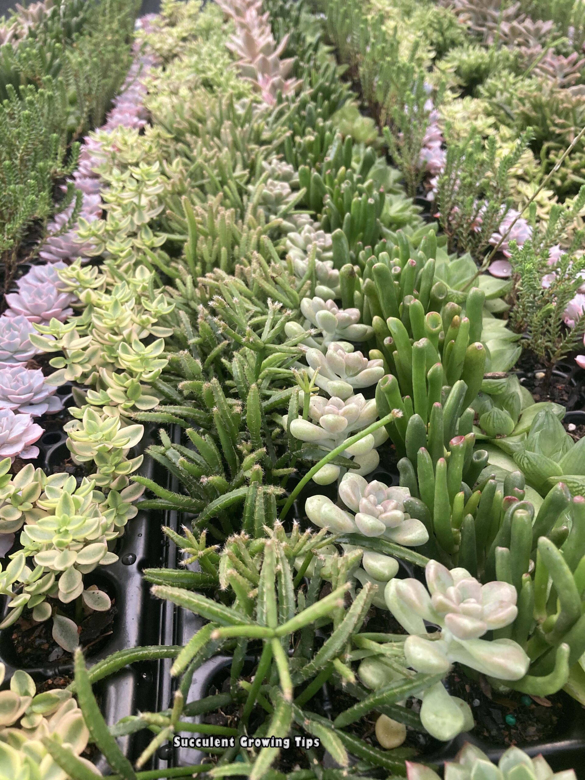Succulent plants in propagation trays