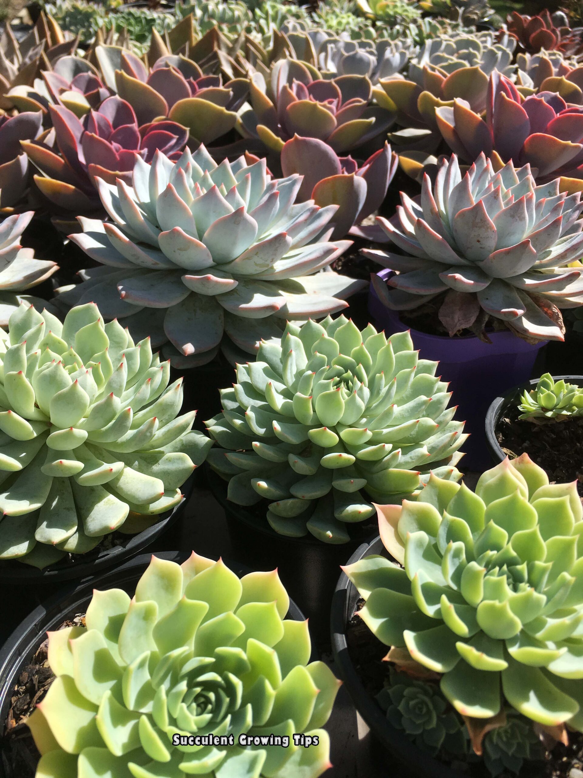 Can Succulents Be In Full Sun