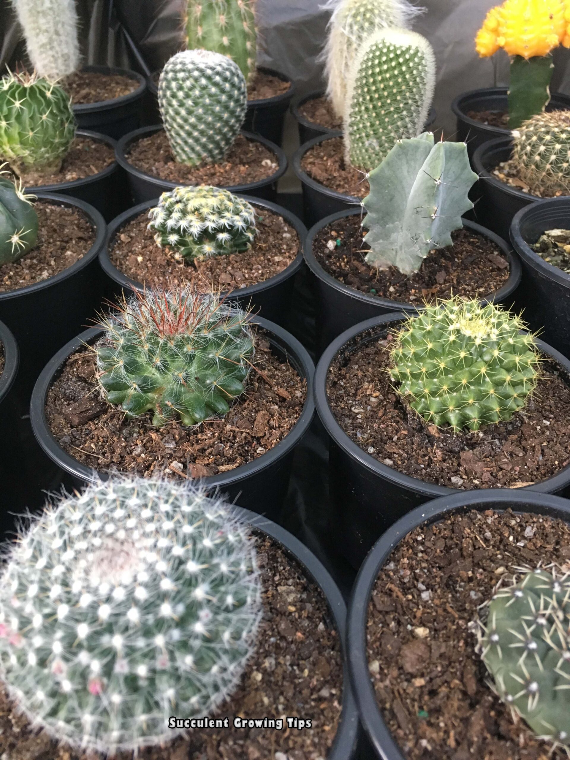 The Best Potting Mix For Succulents, Cacti & How To Make Your Own
