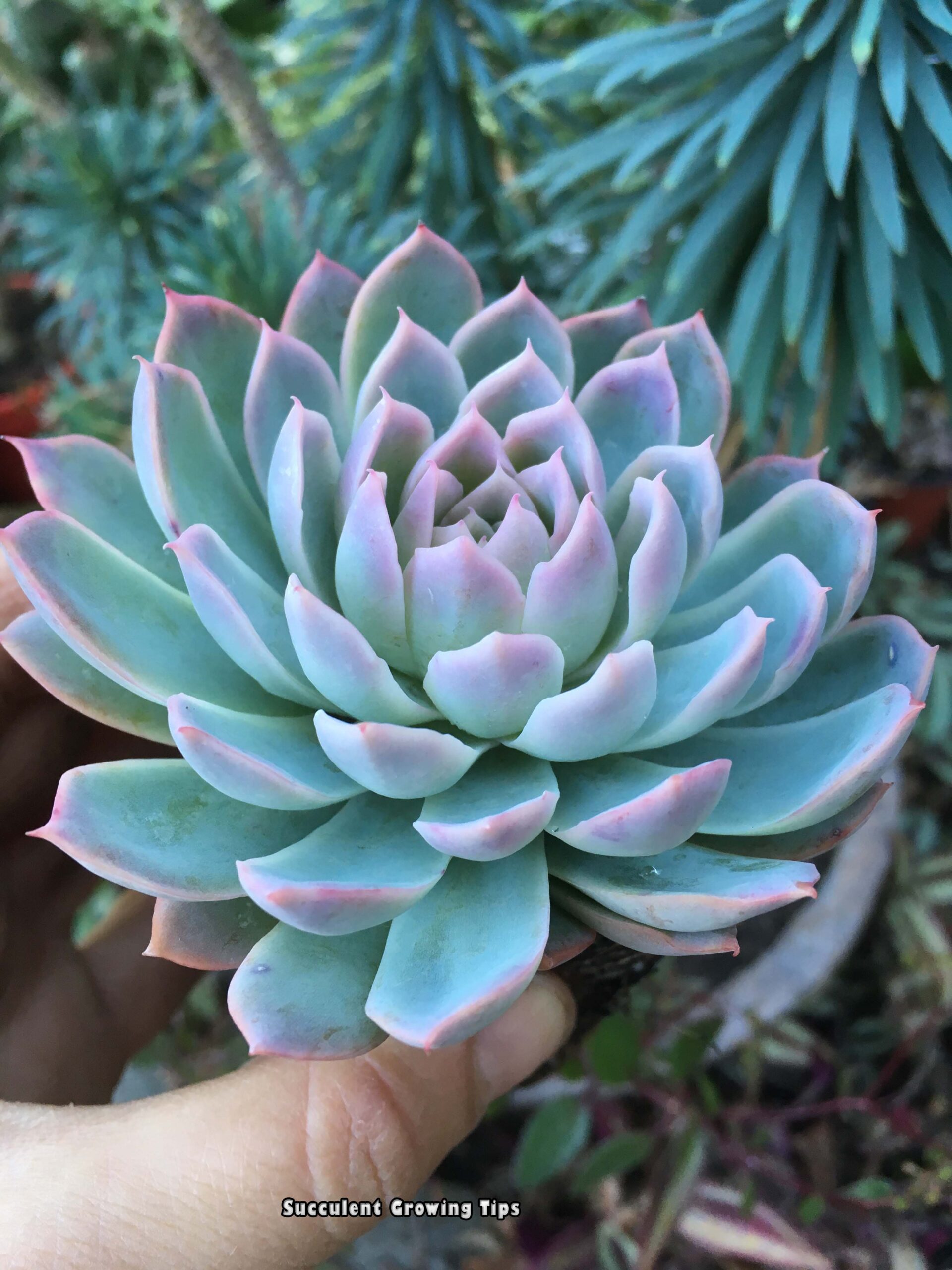 Echeveria Violet Queen