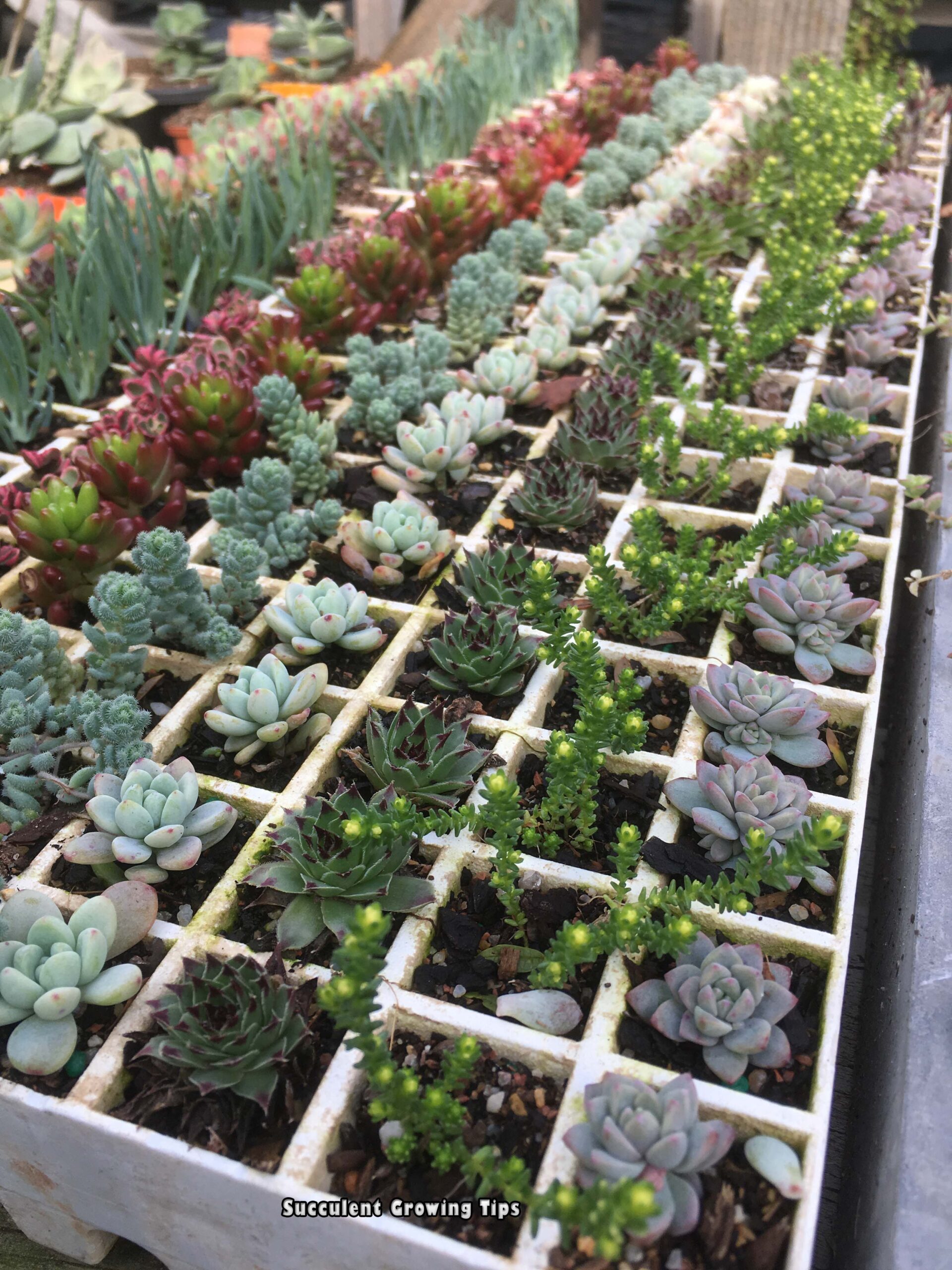 Succulent propagation tray