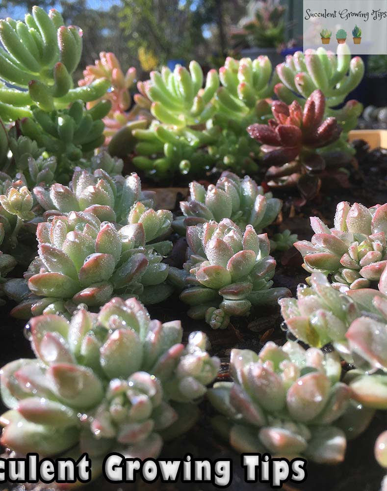 How Cold Hardy Are Succulents?