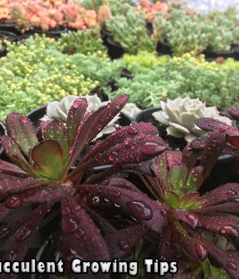 Succulents in rain