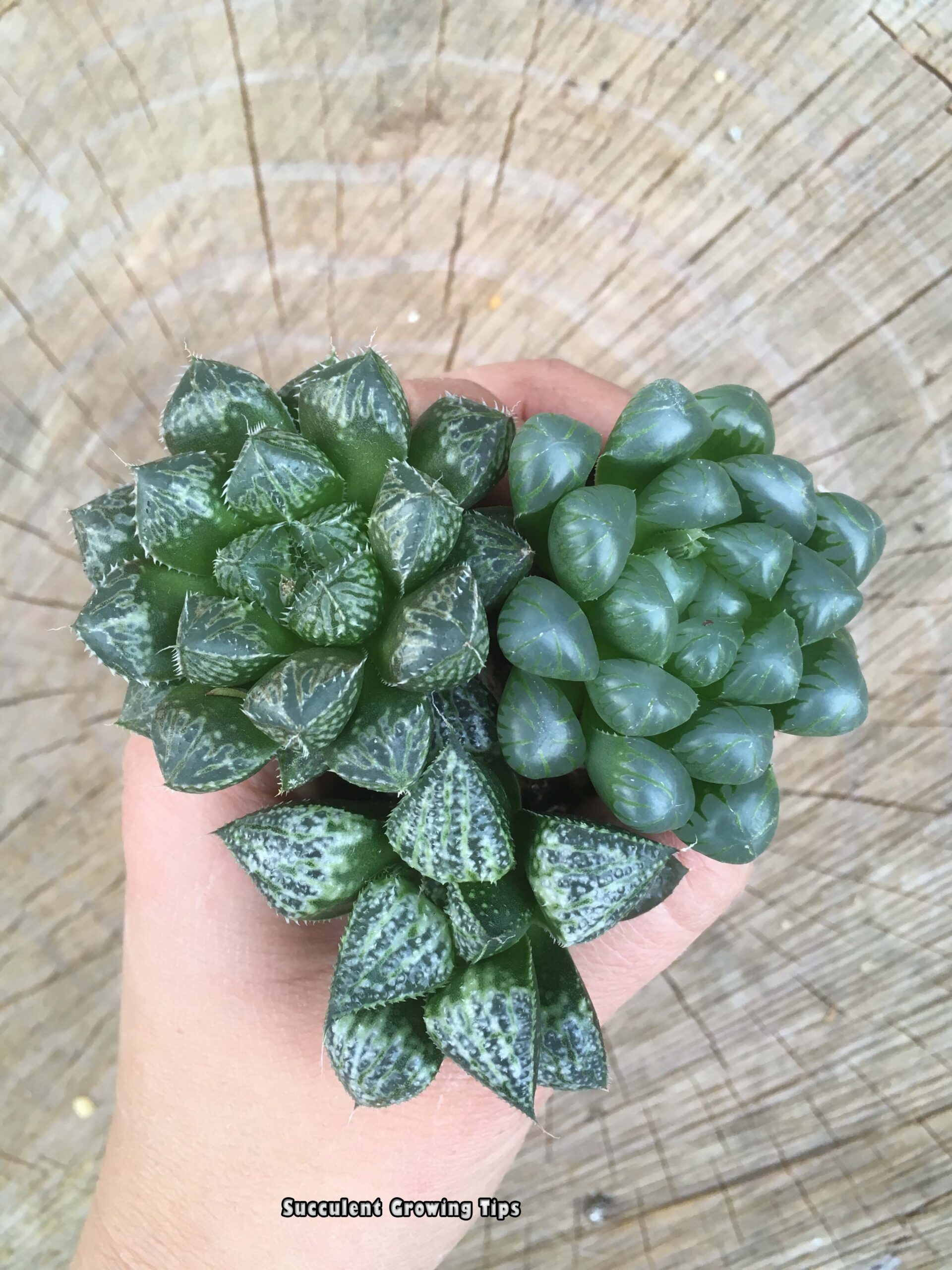 Why Does Haworthia Turn From Green To Brown?