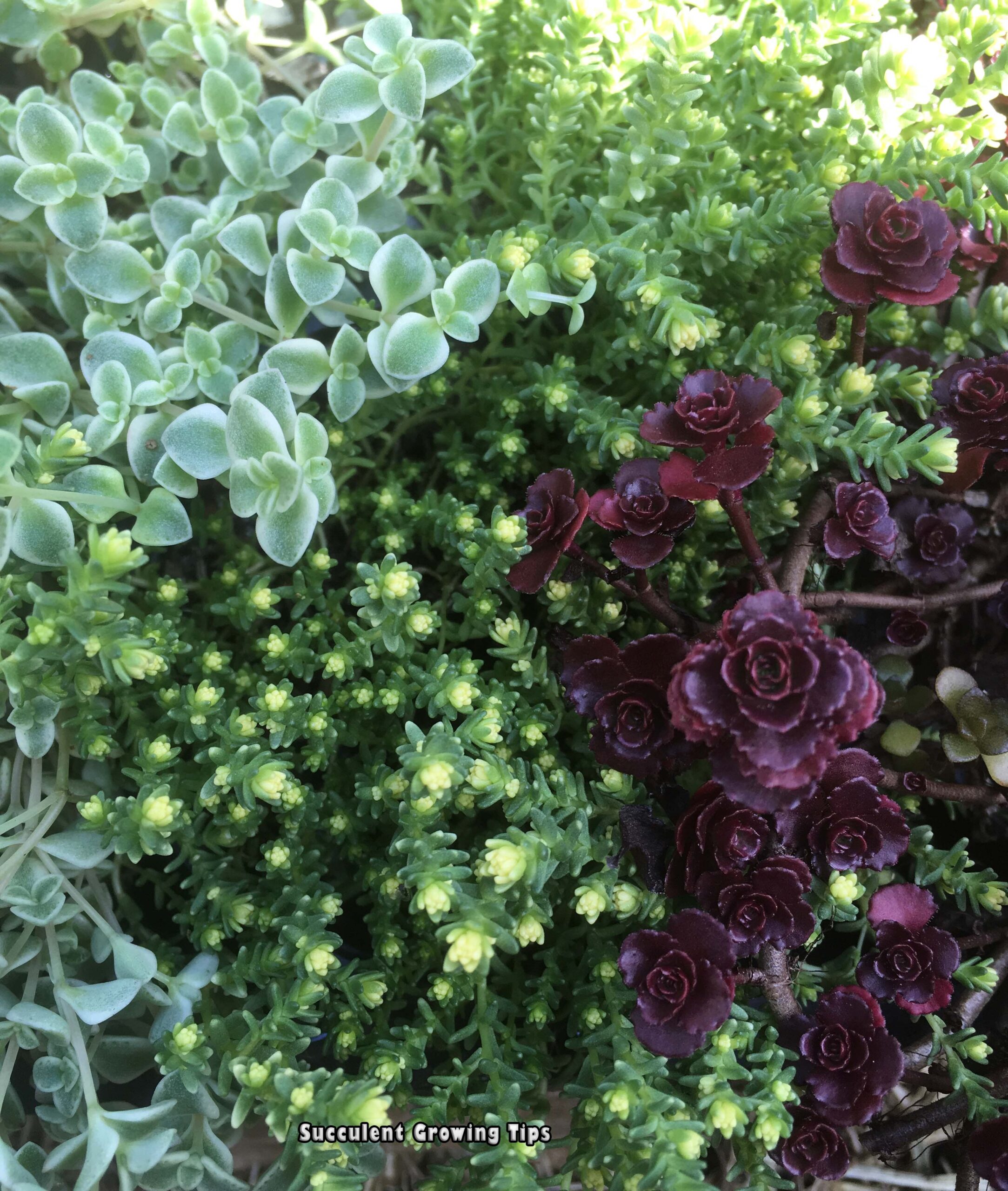 Groundcover succulents