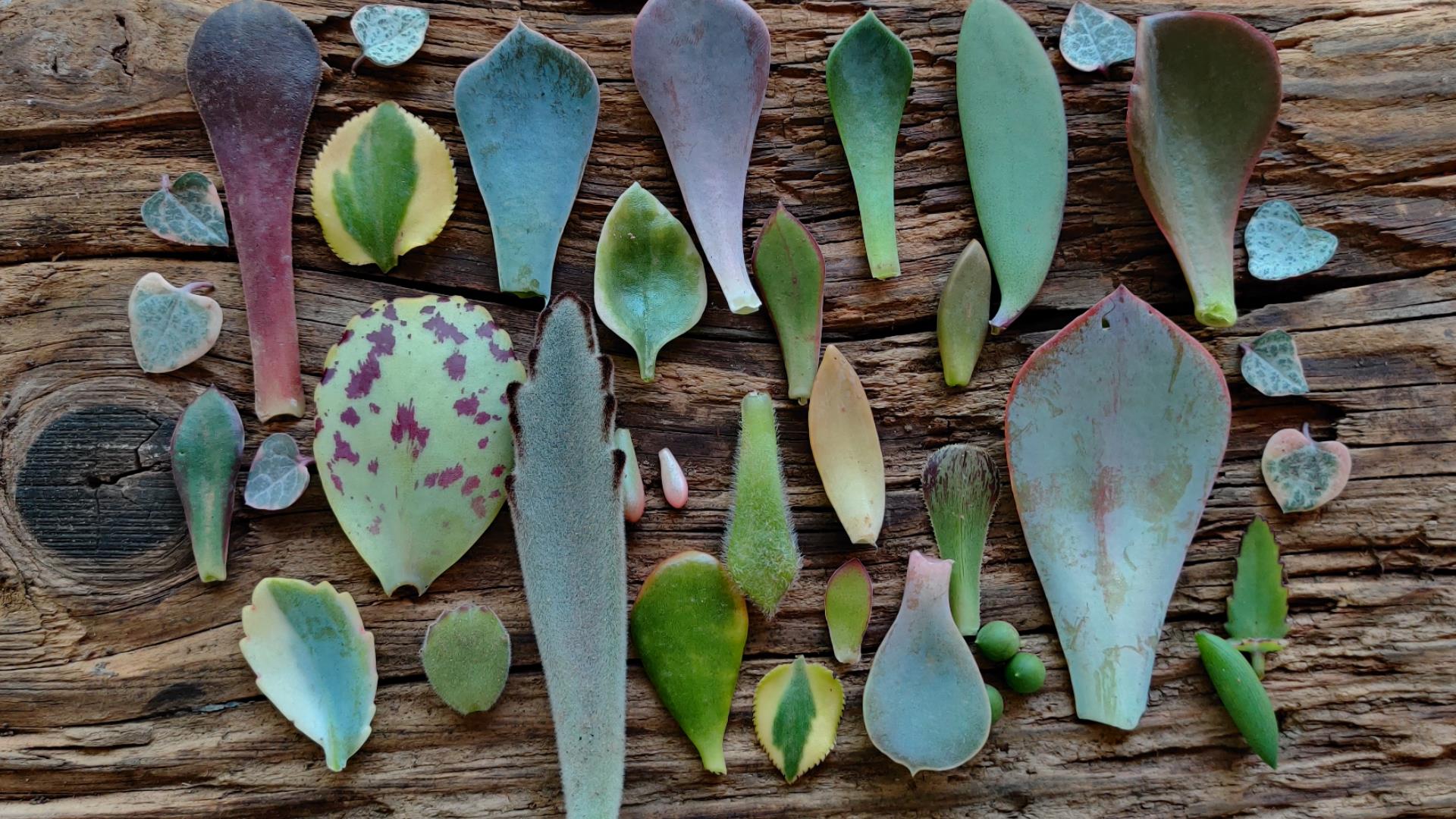 Assorted succulent leaves