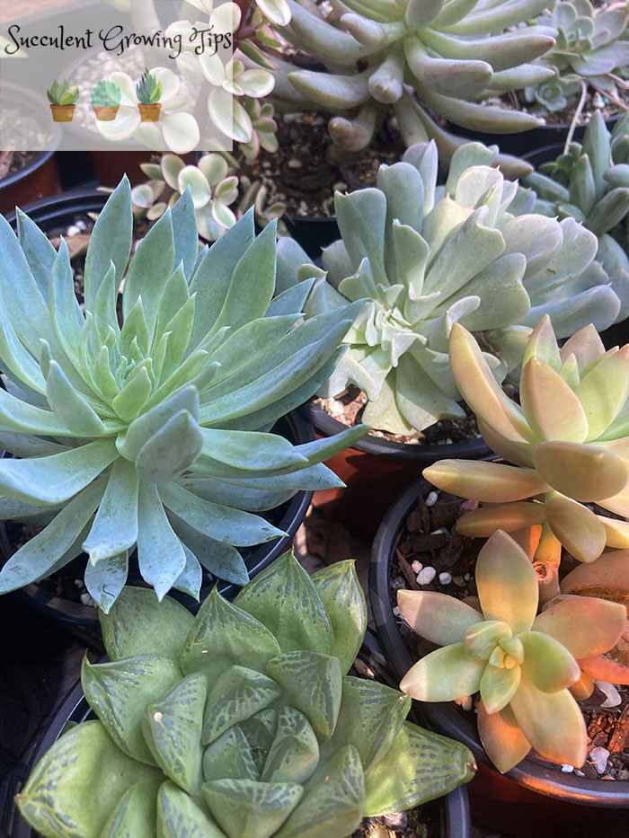 succulents in plastic pots