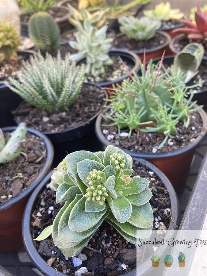 Succulents crassula euphorbia aloe