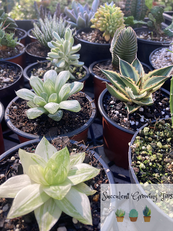 variegated succulents