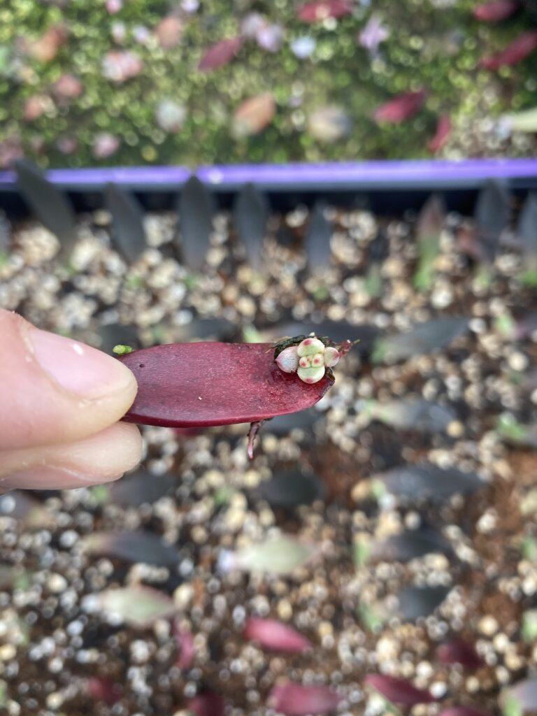 Echeveria Rubin leafbaby