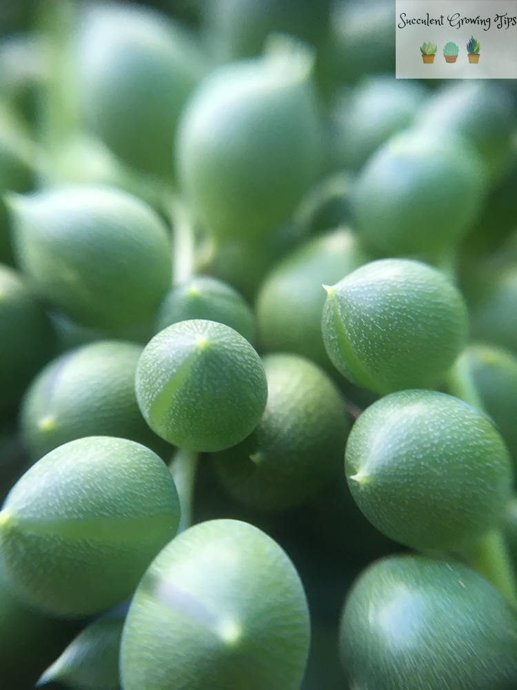 Senecio Rowleyanus ‘String of Pearls’ Seed & Leaf Propagation
