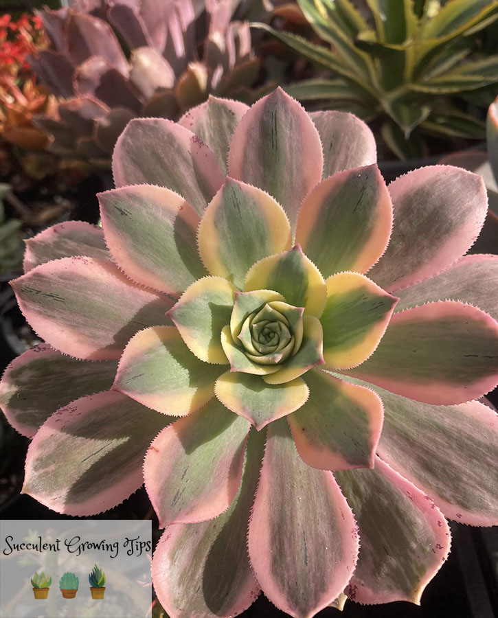 Aeonium Sunburst