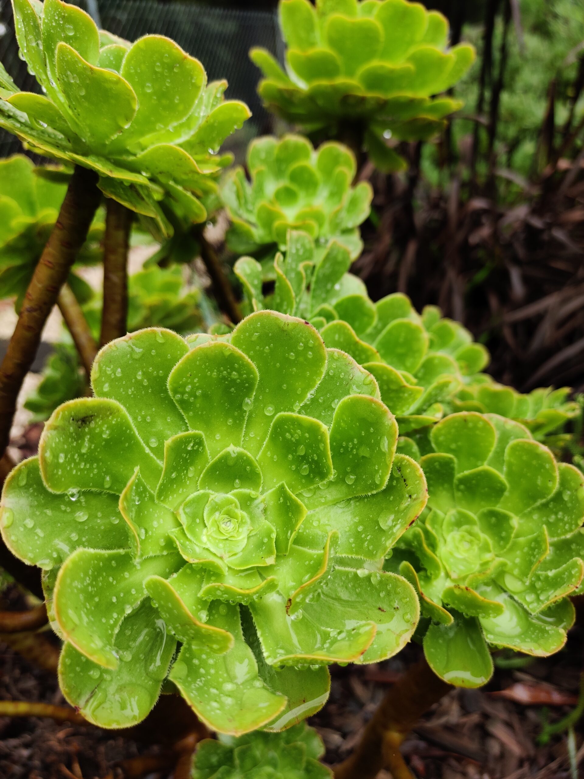 Aeonium Arboreum Leaf Propagation- Is It Possible?