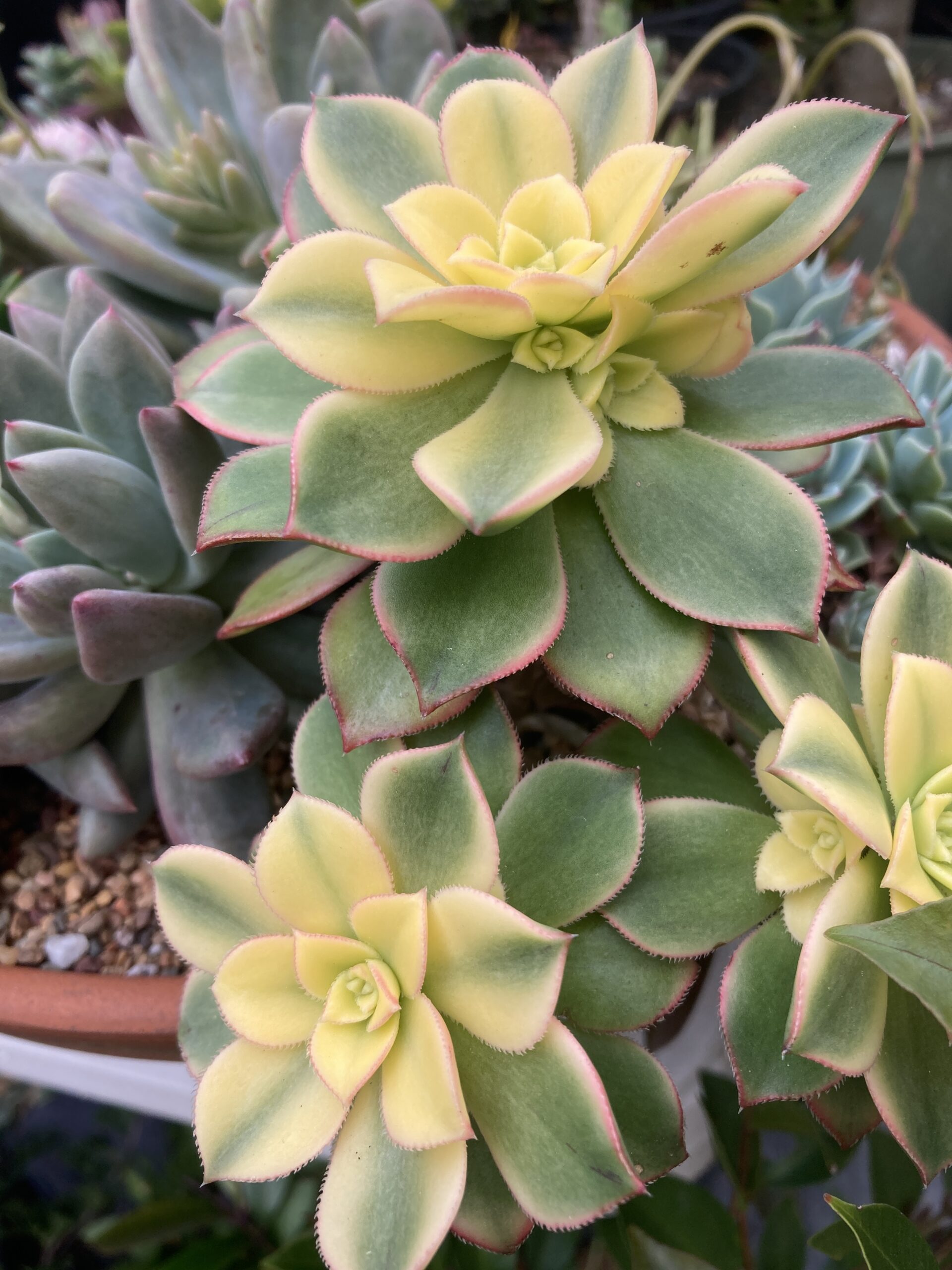 Aeonium Kiwi Yellow Succulent