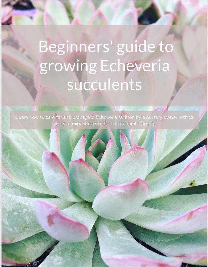 Beginners' guide to growing Echeveria succulents